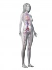 Судинна система в нормальному жіночому організмі, цифрова ілюстрація — стокове фото