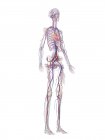 Human vascular system structure, digital illustration — Stock Photo