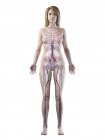 Сосудистая система в нормальном женском теле, цифровая иллюстрация — стоковое фото