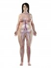 Système vasculaire du corps féminin obèse, illustration numérique — Photo de stock