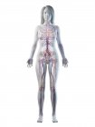 Sistema vascular em corpo feminino normal, ilustração digital — Fotografia de Stock