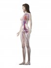 Sistema vascolare nel corpo femminile normale, illustrazione digitale — Foto stock