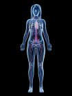 Sistema vascular en el cuerpo femenino normal, ilustración digital - foto de stock