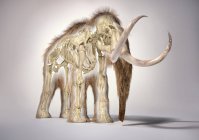Illustrazione 3D realistica di mammut lanoso con scheletro in effetto morfo, prospettiva frontale su sfondo bianco e ombra caduta . — Foto stock