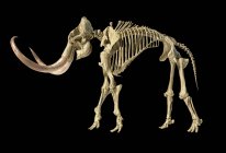 Esqueleto de mamut lanudo, ilustración 3D realista, vista lateral sobre fondo negro . - foto de stock