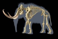 Scheletro di mammut lanoso, realistica illustrazione 3d, vista laterale su sfondo nero con silhouette grigio corpo . — Foto stock
