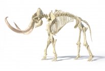 Woolly mammoth skeleton, realistic 3d illustration, side view on white background and dropped shadow. — Stock Photo
