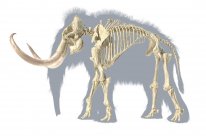 Esqueleto de mamute lanoso, ilustração 3D realista, vista lateral sobre fundo branco com silhueta cinza corporal . — Fotografia de Stock
