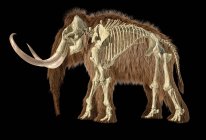 Illustrazione 3D realistica mammut lanoso con scheletro sovrapposto, vista laterale su sfondo nero . — Foto stock
