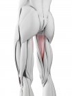 Anatomía masculina que muestra el músculo Abductus magnus, ilustración por computadora . - foto de stock