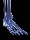 Skeletal foot with ankle joint, digital illustration. — Stock Photo