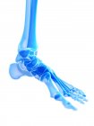 Скелетна стопа з гомілковостопним суглобом, цифрова ілюстрація . — стокове фото