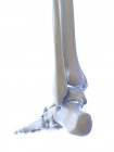 Piede scheletrico con articolazione della caviglia, illustrazione digitale . — Foto stock