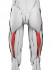 Anatomía masculina que muestra músculo largo del fémur del bíceps, ilustración por computadora . - foto de stock