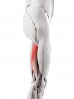 Anatomie masculine montrant Biceps femoris longus muscle, illustration informatique . — Photo de stock