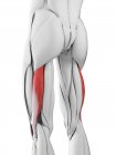 Анатомія чоловіків, що показують біцепс м'язів стегнової кістки, комп'ютерна ілюстрація . — стокове фото