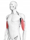 Anatomía masculina que muestra músculo bíceps, ilustración por computadora . - foto de stock