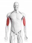 Анатомія чоловіків, що показують м'яз Біцепса, комп'ютерна ілюстрація . — стокове фото