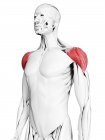 Anatomia masculina mostrando músculo Deltoid, ilustração do computador . — Fotografia de Stock