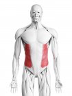 Anatomia masculina mostrando músculo oblíquo externo, ilustração computacional . — Fotografia de Stock