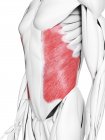 Männliche Anatomie, die äußere Schrägmuskulatur zeigt, Computerillustration. — Stockfoto