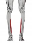 Anatomía masculina que muestra el músculo largo Flexordigitorum, ilustración por computadora . - foto de stock
