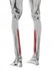 Мужская анатомия с длинной мышцей Flexordigitorum, компьютерная иллюстрация . — стоковое фото