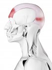 Anatomía masculina que muestra músculo frontal, ilustración por computadora . - foto de stock