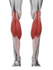 Anatomie masculine montrant le muscle Gastrocnémien, illustration informatique . — Photo de stock