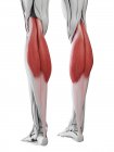 Anatomie masculine montrant le muscle Gastrocnémien, illustration informatique . — Photo de stock