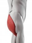 Чоловіча анатомія, що показує глютеїдний м'яз, комп'ютерна ілюстрація . — стокове фото