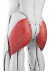 Anatomía masculina que muestra el músculo glúteo máximo, ilustración por computadora . - foto de stock