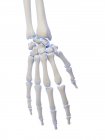 Анатомия человеческих скелетных костей рук, компьютерная иллюстрация . — стоковое фото