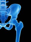Human skeleton with hip joint, computer illustration. — Stock Photo