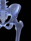 Squelette humain avec articulation de la hanche, illustration informatique . — Photo de stock