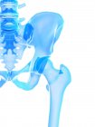 Скелет человека с тазобедренным суставом, компьютерная иллюстрация . — стоковое фото