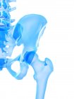 Esqueleto humano com articulação do quadril, ilustração computacional . — Fotografia de Stock