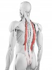 Anatomía masculina que muestra músculo Iliocostalis, ilustración por computadora . - foto de stock