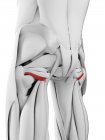 Anatomia masculina mostrando músculo gemelo inferior, ilustração computadorizada . — Fotografia de Stock