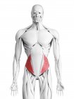 Anatomía masculina que muestra músculo oblicuo interno, ilustración por computadora . - foto de stock