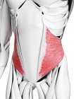 Anatomie masculine montrant muscle oblique interne, illustration par ordinateur . — Photo de stock