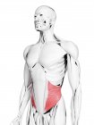 Männliche Anatomie mit interner Schrägmuskulatur, Computerillustration. — Stockfoto