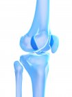 Anatomía humana de la articulación de la rodilla, ilustración por computadora
. - foto de stock