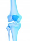 Anatomía humana de la articulación de la rodilla, ilustración por computadora
. - foto de stock