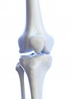 Anatomía humana de la articulación de la rodilla, ilustración por computadora . - foto de stock