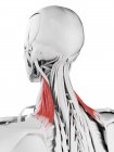 Мужская анатомия, показывающая мышцу лопатки леватора, компьютерная иллюстрация . — стоковое фото