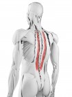 Anatomia maschile che mostra il muscolo del torace Longissimus, illustrazione al computer . — Foto stock