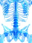 Aiguillons lombaires dans le squelette humain, illustration numérique . — Photo de stock