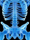 Espinha lombar no esqueleto humano, ilustração digital . — Fotografia de Stock