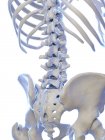 Поясничный позвоночник в скелете человека, цифровая иллюстрация . — стоковое фото